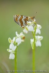 Anacamptis morio et Melitaea cinxia