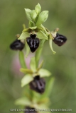 Ophrys passionis