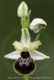 Ophrys araneola