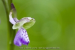 Anacamptis morio