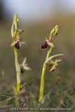 Ophrys provincialis