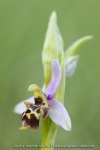 Ophrys scolopax