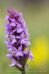 Gymnadenia conopsea