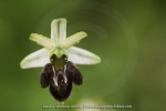 Ophrys panormitana