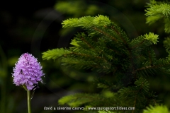 Traunsteinera globosa