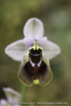 Ophrys aprilia
