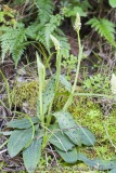 Neotinea maculata