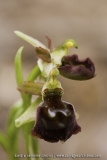 Ophrys morisii