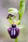 Ophrys incubacea