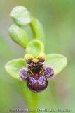 Ophrys bombyliflora