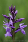 Dactylorhiza traunsteineri