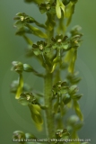 Listera ovata