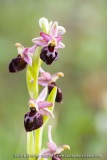 Ophrys morisii