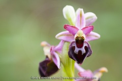 Ophrys morisii