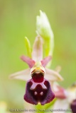 Ophrys morisii