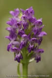 Dactylorhiza cruenta
