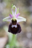 Ophrys morisii