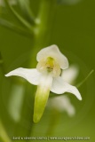 Platanthera chlorantha