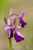 Anacamptis picta