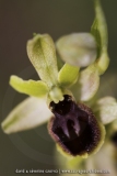 Ophrys araneola