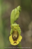 Ophrys corsica