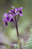Anacamptis picta