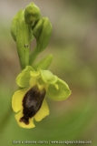 Ophrys corsica