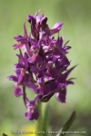 Dactylorhiza sambucina