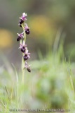 Ophrys morisii