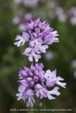 Neotinea tridentata