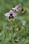 Ophrys aprilia