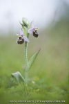 Ophrys pseudosocolopax