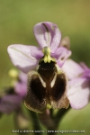 Ophrys aprilia
