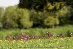 Anacamptis papilionacea
