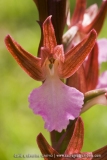 Anacamptis papilionacea