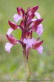 Anacamptis papilionacea
