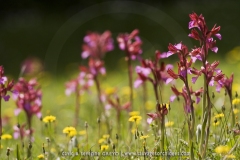Anacamptis papilionacea
