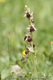Ophrys morisii