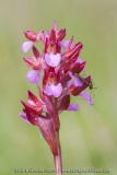Anacamptis papilionacea