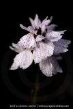 Dactylorhiza ericetorum