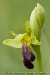 Ophrys sulcata