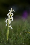Orchis mascula