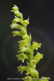 Gennaria diphylla