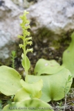 Gennaria diphylla