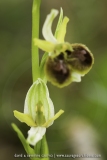 Ophrys araneola