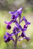 Anacamptis longicornu