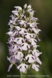 Neotinea corsica