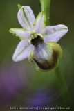 Ophrys aveyronensis