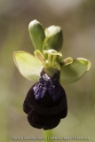 Ophrys eleonorae