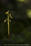 Corallorhiza trifida